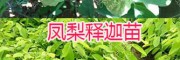 哪有臺灣鳳梨釋迦苗？1