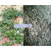 昆明獨定子多少錢一斤？螺螄灣小白芨苗
