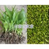 昭通白芨苗批發(fā)-威信白芨苗基地