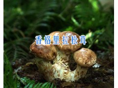 求購香格里拉松茸/松茸批發報價-15969392580圖2