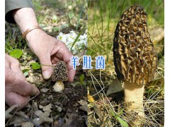 云南特產羊肚菌-羊肚菌#香格里拉羊肚菌圖1
