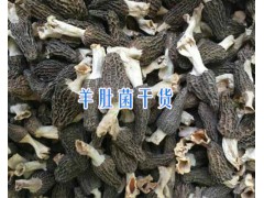 云南特產羊肚菌-羊肚菌#香格里拉羊肚菌圖3