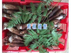 云南雞樅批發供應-13628889021-麗江雞樅圖3