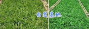 供應文山、玉溪、曲靖三叉白芨苗18208899280