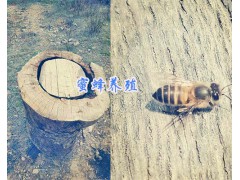 麗江哪里土蜂蜜多？蜜蜂養(yǎng)殖場(chǎng)蜂蜜直銷400-6633-626圖2