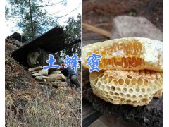 云南麗江特產土蜂蜜*純正土蜂蜜-蜜蜂養殖圖2