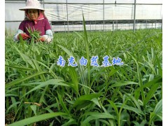 云南白芨種苗#1000余萬株白芨苗-四川中藥材種植網圖2