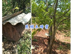 昆明哪有土蜂蜜供應？陽宗海蜜蜂養殖-圖1