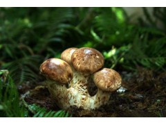 麗江松茸圖片-今日麗江松茸行情動態圖2