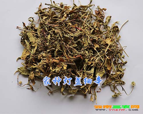 家種燈盞細辛
