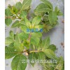 一畝地有多少吳茱萸苗？臨滄中花吳茱萸苗-供應保山普洱吳茱萸苗