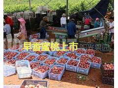早香蜜桃價格—早紅桃批發(fā)：產(chǎn)地紅河州早蜜桃圖2