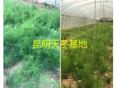 天冬苗一棵多少錢-昆明天冬苗基地供應(yīng)-13187871528圖3