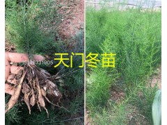 天冬苗一棵多少錢-昆明天冬苗基地供應(yīng)-13187871528圖1