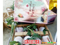 麗江雪桃苗廠家[免費技術指導]_云南雪桃樹苗報價表-雪桃公司圖1