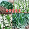 富貴竹\銀柳\[免費技術(shù)指導(dǎo)]-附廠家報價表