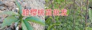 大櫻桃（車厘子）苗多少錢一棵？-云南甜櫻桃苗基地