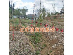 黃精小苗價(jià)格/滇黃精苗一棵多少錢—楚雄紅花黃精苗圖2