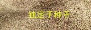 哪有獨定子除草劑#金鐵鎖抗病營養(yǎng)液使用方法