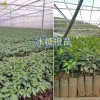 供應廣西、云南冰糖橙苗：錦蜜冰糖橙苗#錦紅冰糖橙苗批發