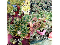 云南多肉植物批發：奧普琳娜-棕梅桂#百會錦-笨吧多肉圖3