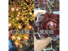 好看的韓國多肉植物/昆明多肉銷售：紅葉季多肉-火季/紅之林圖3