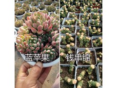 昆明多肉烏木-白美人批發—云南大棚多肉基地圖2