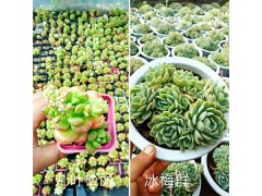 稀有多肉植物圖鑒：云南多肉植物園區(qū)-昆明進(jìn)口多肉銷售圖1