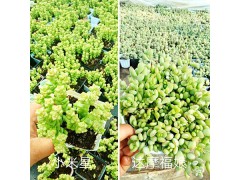 稀有多肉植物圖鑒：云南多肉植物園區(qū)-昆明進(jìn)口多肉銷售圖3
