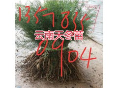 哪里有大天冬苗賣？干天冬種子-麗江天冬中藥材種植基地圖3
