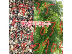 哪里有大天冬苗賣？干天冬種子-麗江天冬中藥材種植基地圖2