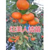 哪有紅美人桔苗？紅河開(kāi)遠(yuǎn)紅美人柑橘苗出售