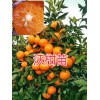 紅河州沃柑苗-/開(kāi)遠(yuǎn)沃柑袋苗批發(fā)基地