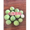 云南青梅批發-大理劍川青梅銷售-087164155848