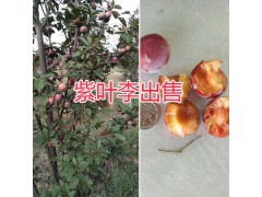 昆明紫葉李銷(xiāo)售：云南農(nóng)莊-圖2