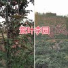 紫葉李子多少一斤？供應昆明紫葉李