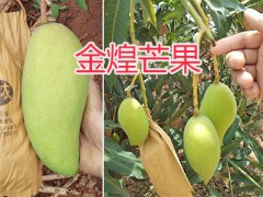 云南金煌芒果種植-保山金煌芒果批發(fā)/15184878523