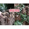 云南滇黃精種苗-黃精苗基地銷售