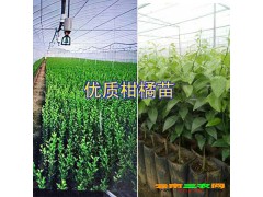 |哪有茂谷柑苗|云南沃柑苗報價表[權(quán)威認(rèn)證]圖2