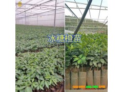 |哪有茂谷柑苗|云南沃柑苗報價表[權(quán)威認(rèn)證]圖3