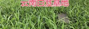 紫花三叉白芨苗-供應云南500多萬白芨苗_貴州白芨基地