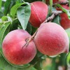 彌勒早香蜜桃_新品種、樹苗、基地信息