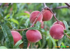 彌勒早香蜜桃_新品種、樹苗、基地信息圖3