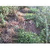 麗江哪里有青花椒苗？_青花椒苗廠家批發[免費技術指導]
