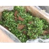 保山哪里有青花椒苗？_青花椒苗廠家批發[免費技術指導]