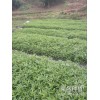 德宏州哪里有青花椒苗?_青花椒苗廠家批發[免費技術指導]