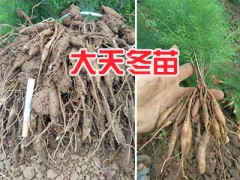 天門冬苗批發價—原產地大天冬苗_云南天門冬苗產地圖2