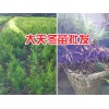 天門冬苗批發價—原產地大天冬苗_云南天門冬苗產地