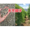 麗江市天門冬苗-天冬苗供應—云南大天冬苗批發