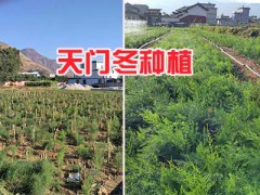 麗江天門(mén)冬種苗-大天冬苗哪有_云南天冬種子基地圖3